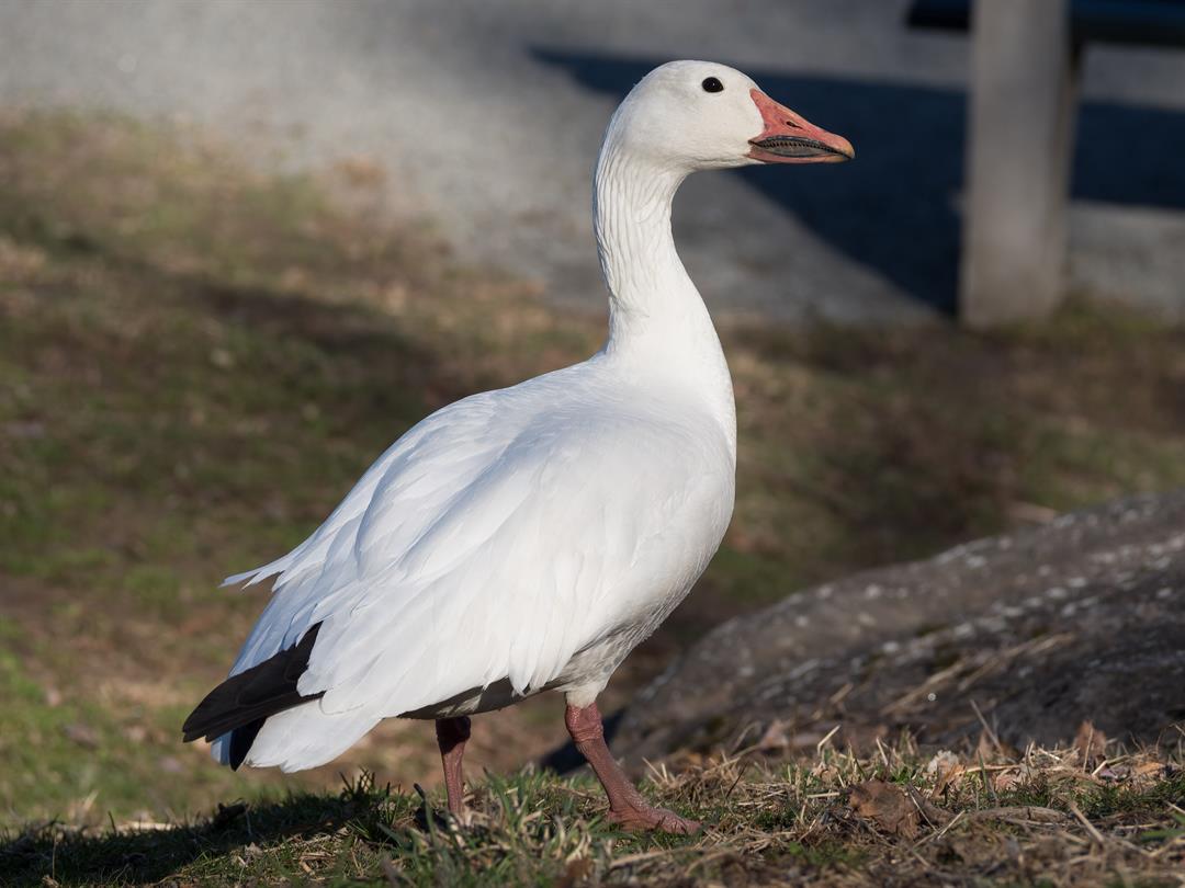 Officials investigate after 300 dead snow geese left on road - Vimarsana News