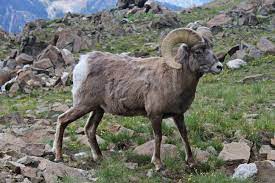 South Dakota proposal would increase bighorn sheep licenses - Vimarsana News