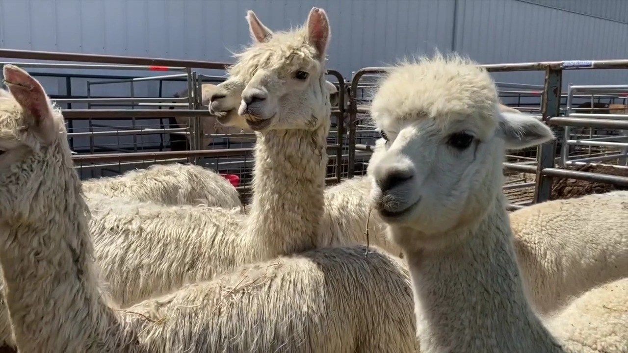 Weekend Exotic Animal Auction in northeast Nebraska NORTHEAST NEWS