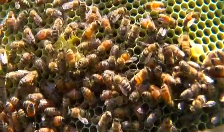 First-time beekeepers juggle insects and hive threats - News Nebraska