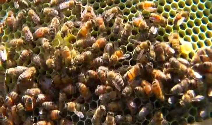 Wanted: Next-Generation Beekeepers for Nebraska Farms - Vimarsana News