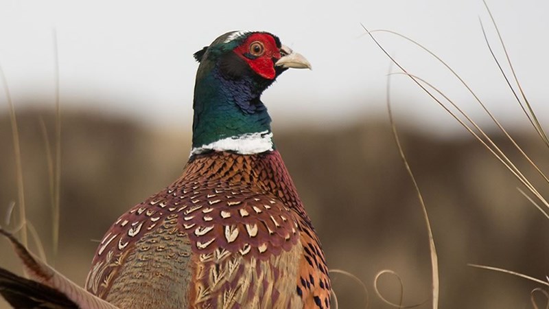 Proposal to help dwindling pheasant population panned as wrong solution - Vimarsana News