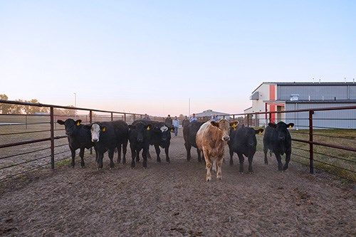 PHOTO ID: Northeast Community College Farm Manager Jason Hansen (far right), works with agriculture students to move cattle at the Acklie Family College Farm on the Norfolk campus.
