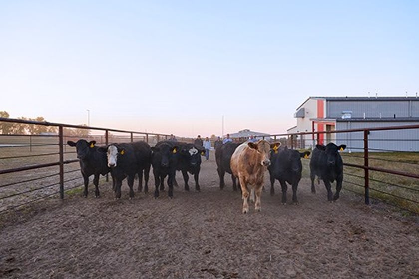 PHOTO ID: Northeast Community College Farm Manager Jason Hansen (far right), works with agriculture students to move cattle at the Acklie Family College Farm on the Norfolk campus.
