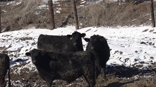 Nebraska ranchers fear stressful rest of winter - Vimarsana News