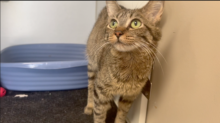 Mrs. Puff: The Pet of the Week - Vimarsana News