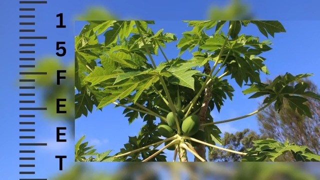 Ever heard of the Paw Paw fruit growing in Nebraska? - Vimarsana News