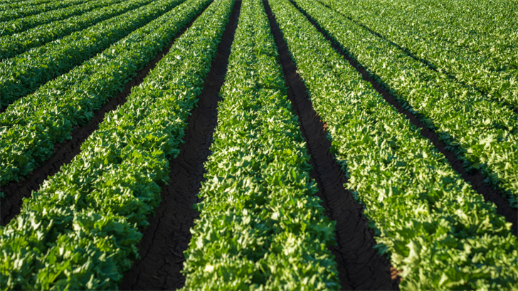 UNL student from Boone County wins top award at Farm Bureau meet