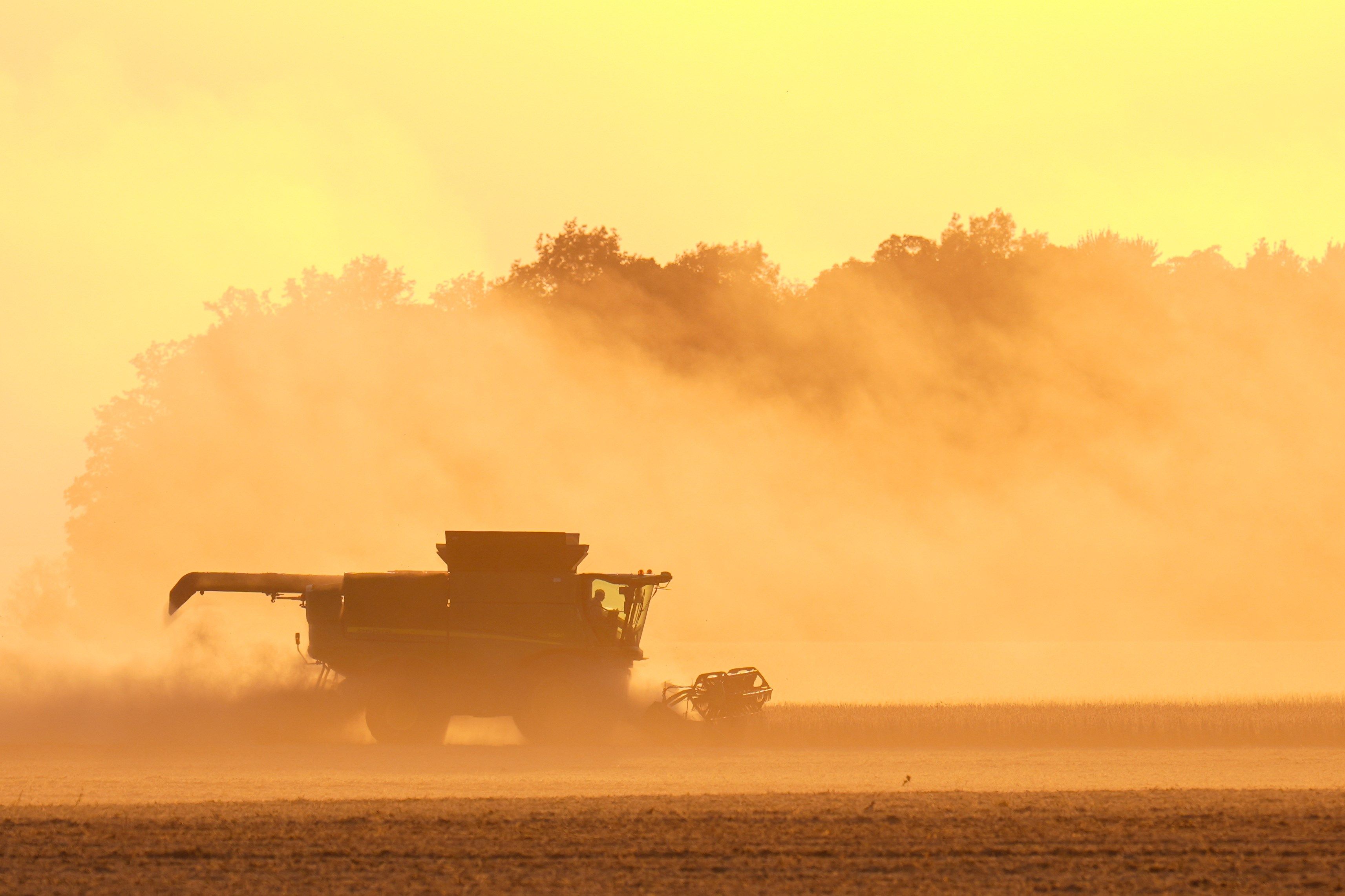 Soybeans are harvested on the Warpup Farm in Warren, Ind., Wednesday, Sept. 17, 2025. (AP Photo/Michael Conroy)