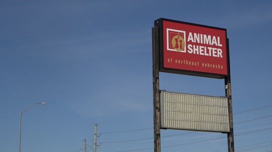 Injured dog flown to Nebraska for Life-saving care