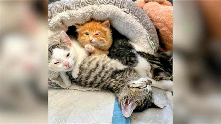 Despite some pushback, animal rescue approved to move to Northeast Nebraska